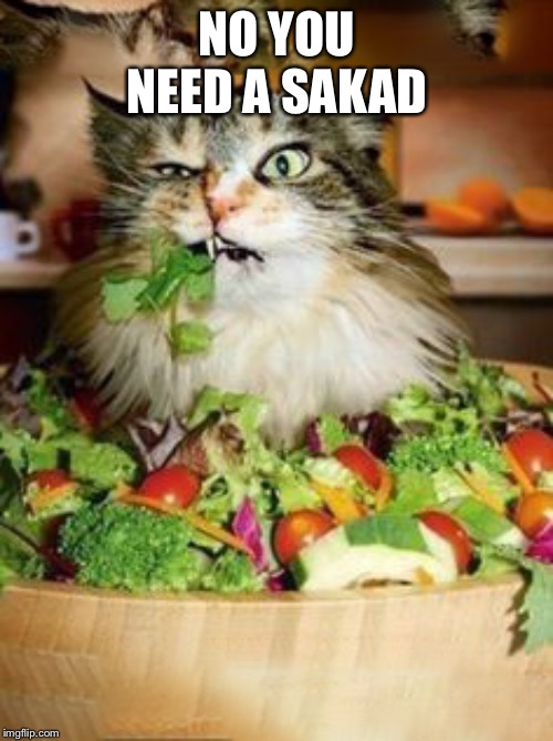 salad-cat | NO YOU NEED A SALAD | image tagged in salad-cat | made w/ Imgflip meme maker