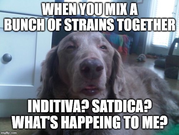 High Dog Meme | WHEN YOU MIX A BUNCH OF STRAINS TOGETHER; INDITIVA? SATDICA? WHAT'S HAPPEING TO ME? | image tagged in memes,high dog | made w/ Imgflip meme maker