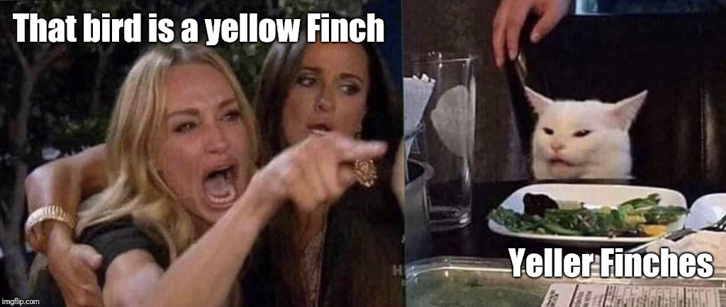woman yelling at cat | That bird is a yellow Finch; Yeller Finches | image tagged in woman yelling at cat | made w/ Imgflip meme maker
