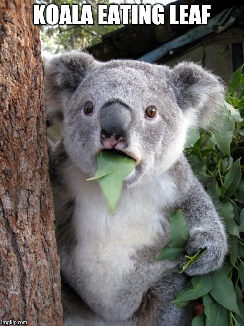 Koala Eating Leaf | KOALA EATING LEAF | image tagged in memes,surprised koala | made w/ Imgflip meme maker