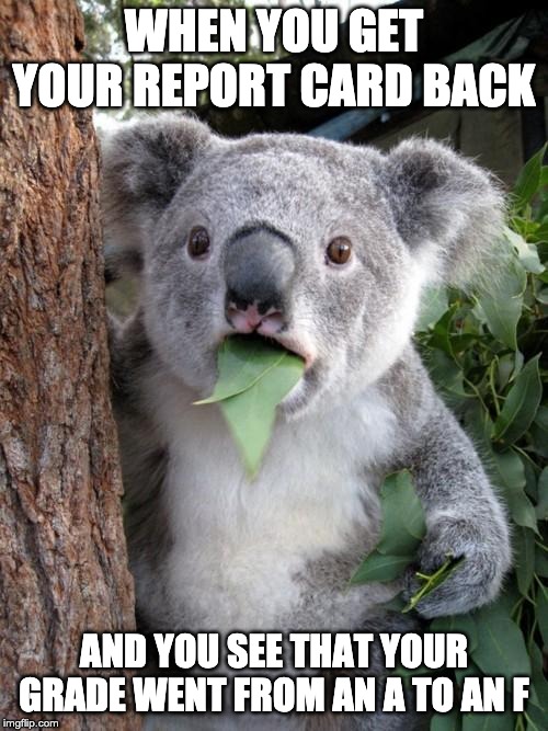 Surprised Koala Meme | WHEN YOU GET YOUR REPORT CARD BACK; AND YOU SEE THAT YOUR GRADE WENT FROM AN A TO AN F | image tagged in memes,surprised koala | made w/ Imgflip meme maker