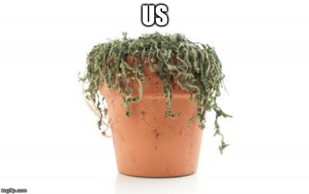 dead plant | US | image tagged in dead plant | made w/ Imgflip meme maker