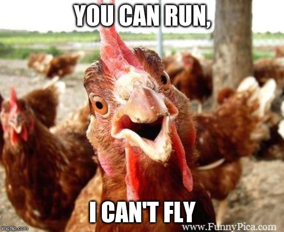 Chicken | YOU CAN RUN, I CAN'T FLY | image tagged in chicken | made w/ Imgflip meme maker