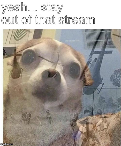 PTSD Chihuahua | yeah... stay out of that stream | image tagged in ptsd chihuahua | made w/ Imgflip meme maker