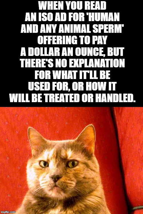 Suspicious Cat | WHEN YOU READ AN ISO AD FOR 'HUMAN AND ANY ANIMAL SPERM' OFFERING TO PAY A DOLLAR AN OUNCE, BUT THERE'S NO EXPLANATION FOR WHAT IT'LL BE USED FOR, OR HOW IT WILL BE TREATED OR HANDLED. | image tagged in memes,suspicious cat | made w/ Imgflip meme maker