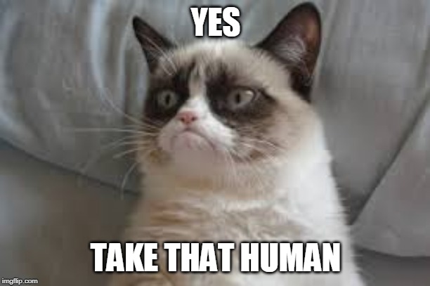 Grumpy cat | YES TAKE THAT HUMAN | image tagged in grumpy cat | made w/ Imgflip meme maker