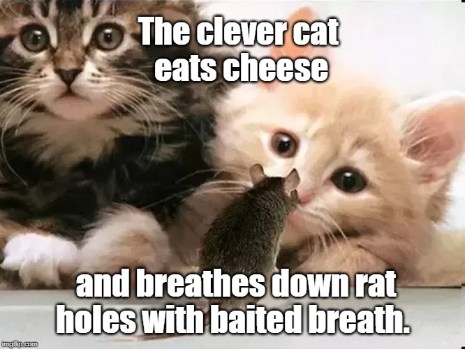 clever cat | The clever cat 
eats cheese; and breathes down rat holes with baited breath. | image tagged in cat | made w/ Imgflip meme maker
