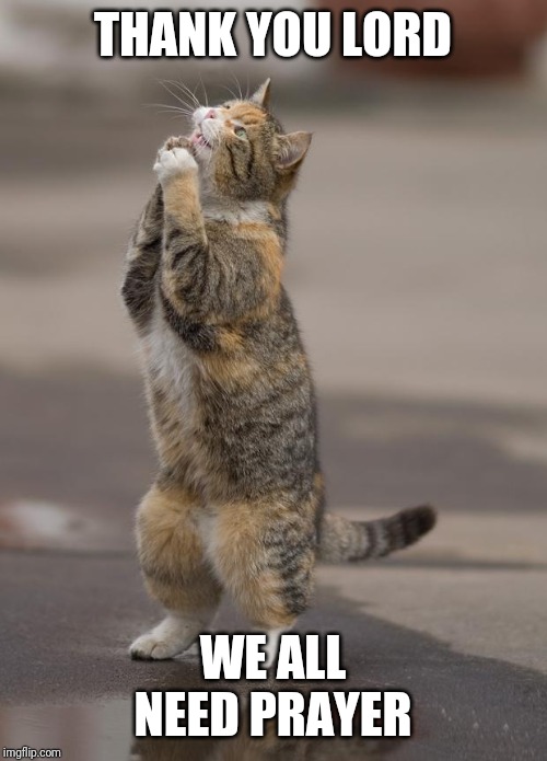 Kitty Prayer | THANK YOU LORD; WE ALL NEED PRAYER | image tagged in kitty prayer | made w/ Imgflip meme maker