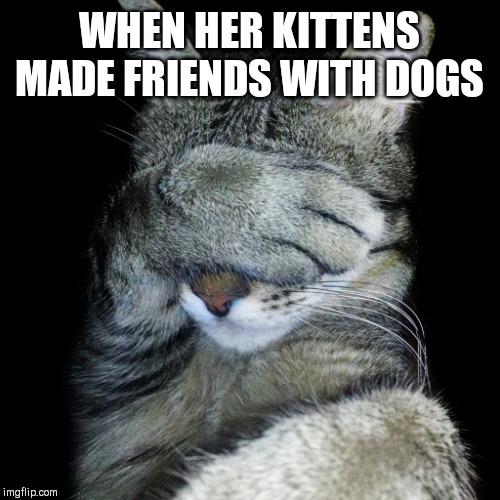 Cat face palm | WHEN HER KITTENS MADE FRIENDS WITH DOGS | image tagged in cat face palm | made w/ Imgflip meme maker