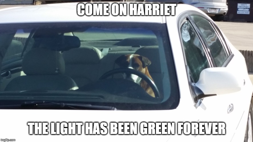 Come on Harriet | COME ON HARRIET; THE LIGHT HAS BEEN GREEN FOREVER | image tagged in come on harriet | made w/ Imgflip meme maker