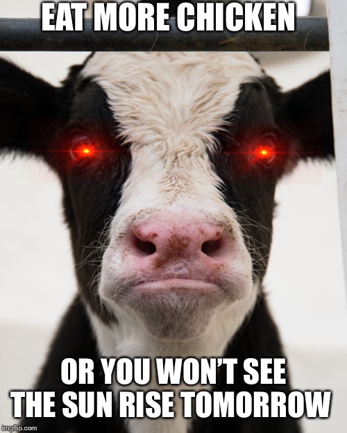 Angry Cow | EAT MORE CHICKEN; OR YOU WON’T SEE THE SUN RISE TOMORROW | image tagged in angry cow | made w/ Imgflip meme maker