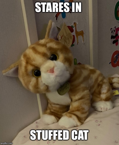STARES IN; STUFFED CAT | image tagged in funny cats | made w/ Imgflip meme maker