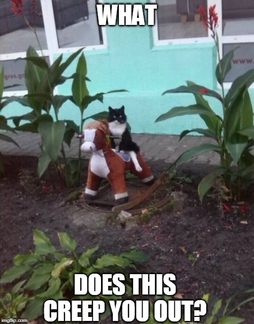 GIVE HIM A PUSH | WHAT; DOES THIS CREEP YOU OUT? | image tagged in cats,funny cats | made w/ Imgflip meme maker
