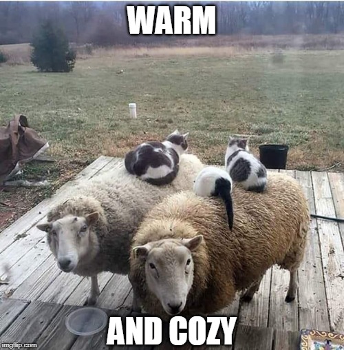 MOVABLE CAT BED | WARM; AND COZY | image tagged in cats,funny cats | made w/ Imgflip meme maker