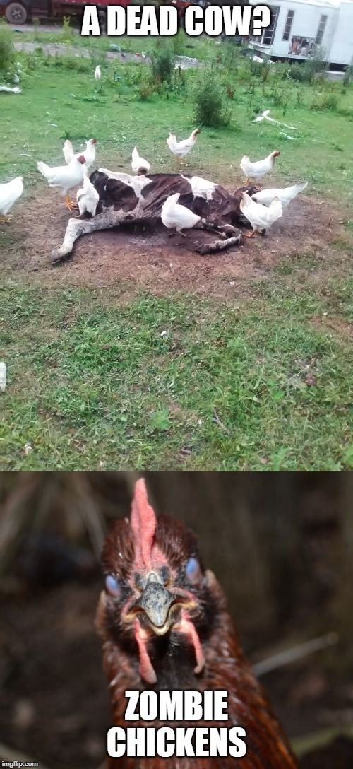 SOMEONE FEED THE DAMN CHICKENS! | A DEAD COW? ZOMBIE CHICKENS | image tagged in memes,chicken,dead | made w/ Imgflip meme maker