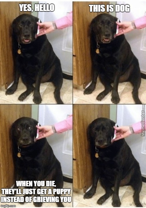 Dog learns truth of doggy life | YES, HELLO; THIS IS DOG; WHEN YOU DIE, THEY'LL JUST GET A PUPPY INSTEAD OF GRIEVING YOU | image tagged in dog,truth,sad dog,dog on phone,puppy,black dog on phone | made w/ Imgflip meme maker