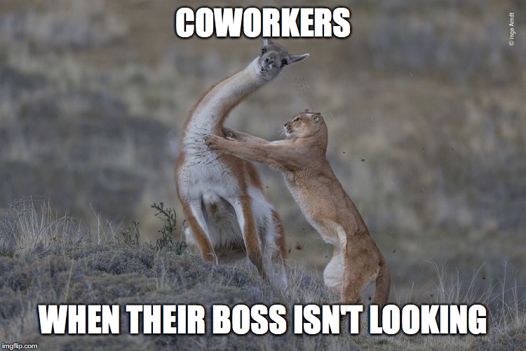 Naughty Coworkers | COWORKERS; WHEN THEIR BOSS ISN'T LOOKING | image tagged in mother nature,hilarious,photography | made w/ Imgflip meme maker