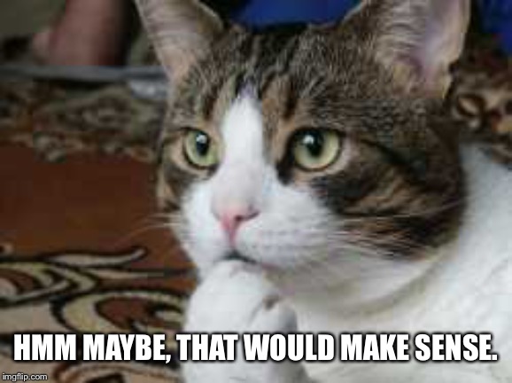 Ponder cat | HMM MAYBE, THAT WOULD MAKE SENSE. | image tagged in ponder cat | made w/ Imgflip meme maker