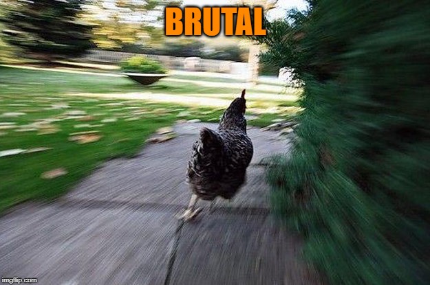 Chicken Running | BRUTAL | image tagged in chicken running | made w/ Imgflip meme maker