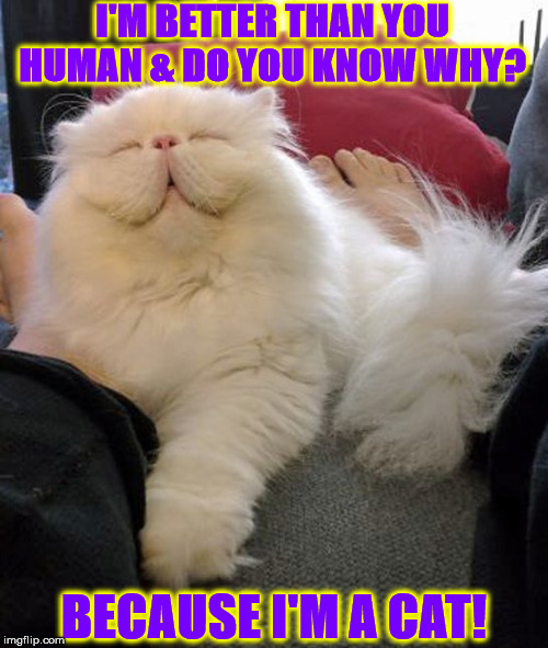 I'M BETTER THAN U | I'M BETTER THAN YOU HUMAN & DO YOU KNOW WHY? BECAUSE I'M A CAT! | image tagged in i'm better than u | made w/ Imgflip meme maker