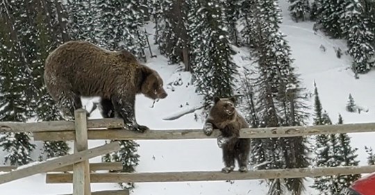 two bears on a fence Blank Meme Template