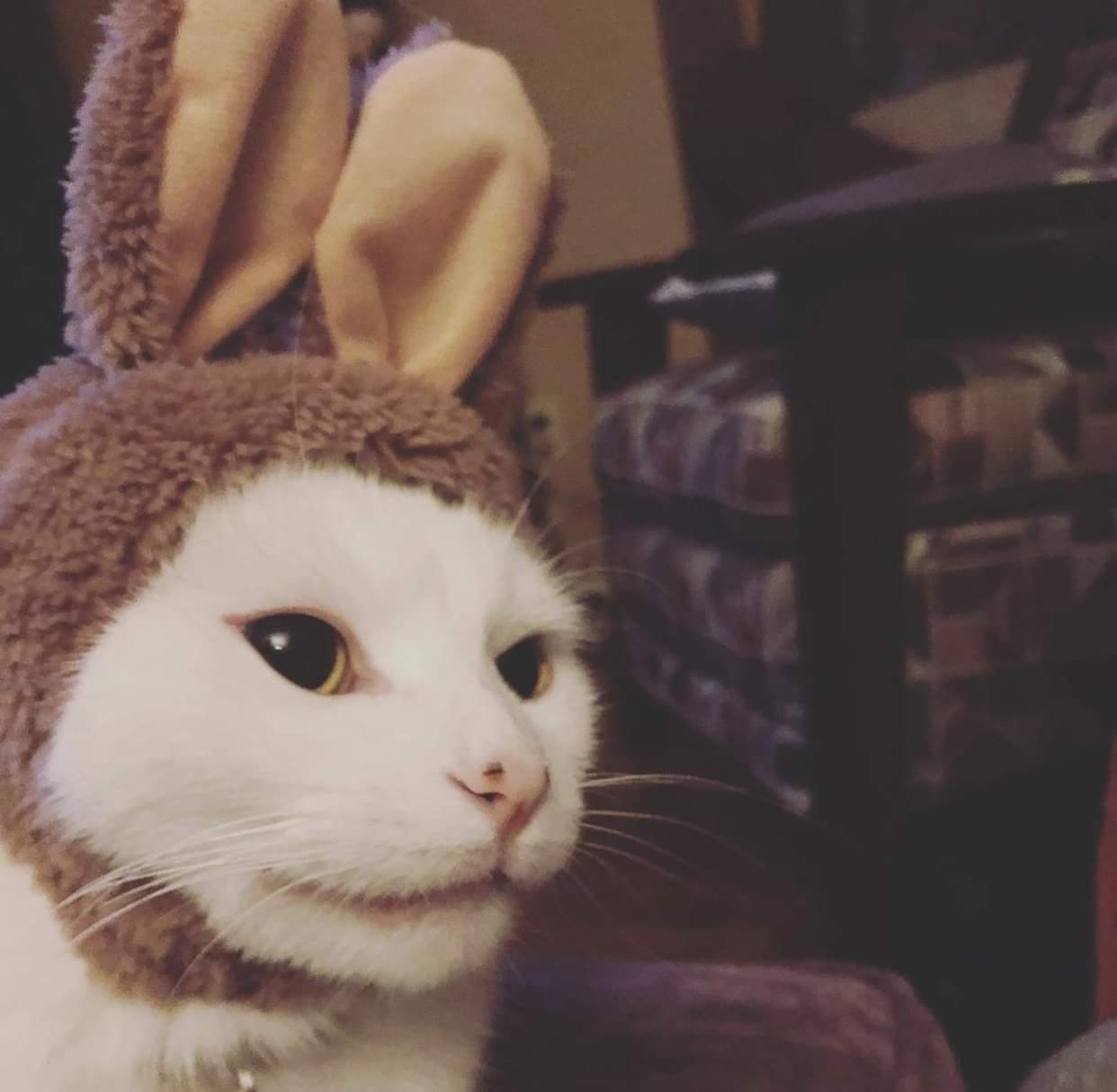 High Quality Smudge in bunny ears Blank Meme Template