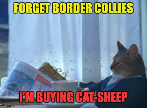 I Should Buy A Boat Cat Meme | FORGET BORDER COLLIES I’M BUYING CAT-SHEEP | image tagged in memes,i should buy a boat cat | made w/ Imgflip meme maker