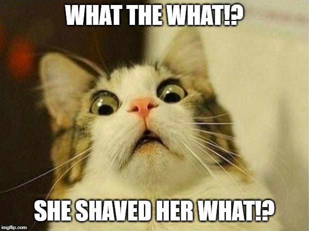 Scared Cat Meme | WHAT THE WHAT!? SHE SHAVED HER WHAT!? | image tagged in memes,scared cat | made w/ Imgflip meme maker