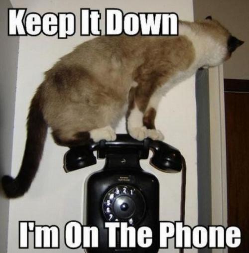 image tagged in funny,cats
