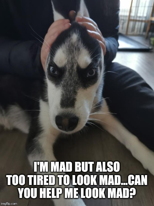 I'M MAD BUT ALSO TOO TIRED TO LOOK MAD...CAN YOU HELP ME LOOK MAD? | image tagged in dogs,funny,emotions | made w/ Imgflip meme maker