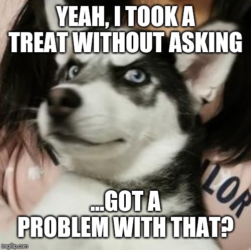 YEAH, I TOOK A TREAT WITHOUT ASKING; ...GOT A PROBLEM WITH THAT? | image tagged in dogs,funny,swag,thug life | made w/ Imgflip meme maker