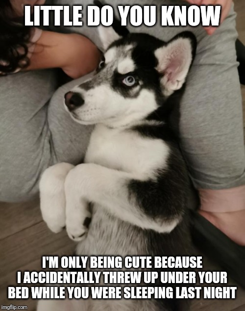 LITTLE DO YOU KNOW; I'M ONLY BEING CUTE BECAUSE I ACCIDENTALLY THREW UP UNDER YOUR BED WHILE YOU WERE SLEEPING LAST NIGHT | image tagged in dogs,funny,cute | made w/ Imgflip meme maker