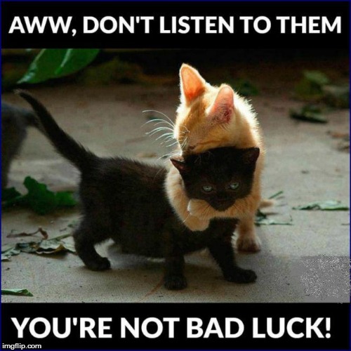 A pair of cuties | image tagged in cats | made w/ Imgflip meme maker