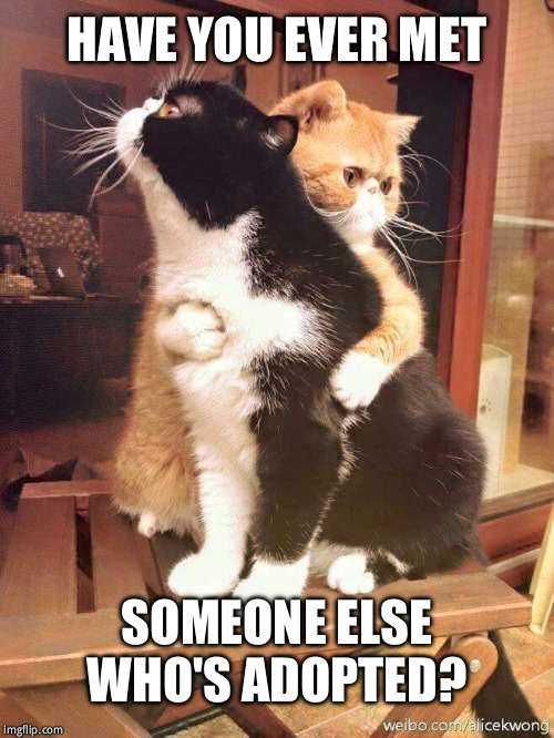 Sometimes I feel very alone because I've never really met anyone who is adopted to talk to | HAVE YOU EVER MET; SOMEONE ELSE WHO'S ADOPTED? | image tagged in cats hugging | made w/ Imgflip meme maker