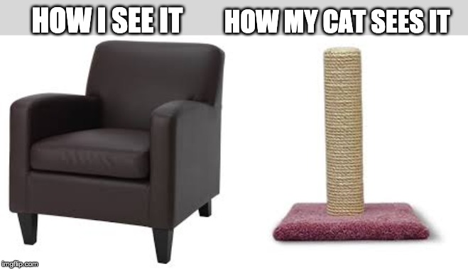 How My Cat Sees It | HOW MY CAT SEES IT; HOW I SEE IT | image tagged in cats,memes | made w/ Imgflip meme maker