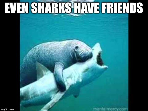 Manatee hugs sharkhark | EVEN SHARKS HAVE FRIENDS | image tagged in manatee hugs sharkhark | made w/ Imgflip meme maker
