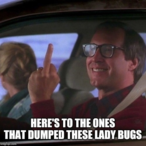Clark Griswold flipping bird | HERE'S TO THE ONES THAT DUMPED THESE LADY BUGS | image tagged in clark griswold flipping bird | made w/ Imgflip meme maker
