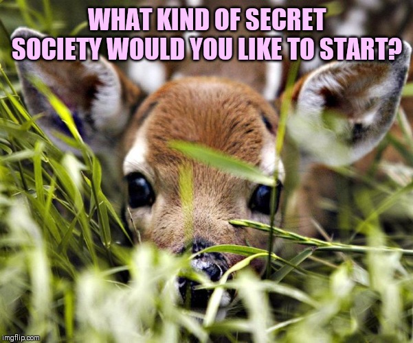 Just for fun ฅ^•ﻌ•^ฅ | WHAT KIND OF SECRET SOCIETY WOULD YOU LIKE TO START? | made w/ Imgflip meme maker