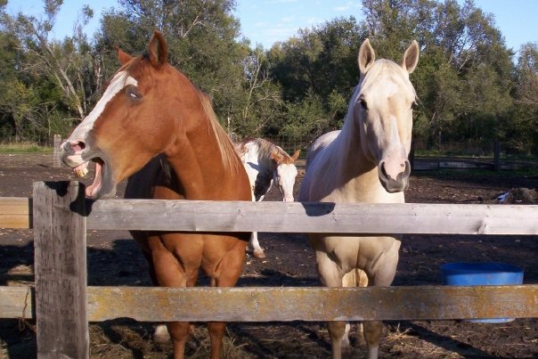 Peg the horse Blank Meme Template