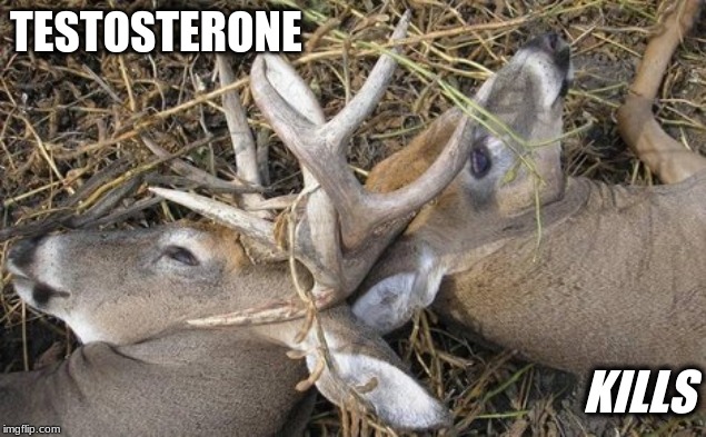 Men Can be Stupid | TESTOSTERONE; KILLS | image tagged in bucks locked,competition | made w/ Imgflip meme maker