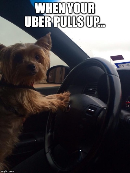 Peepers | WHEN YOUR UBER PULLS UP... | image tagged in peepers | made w/ Imgflip meme maker