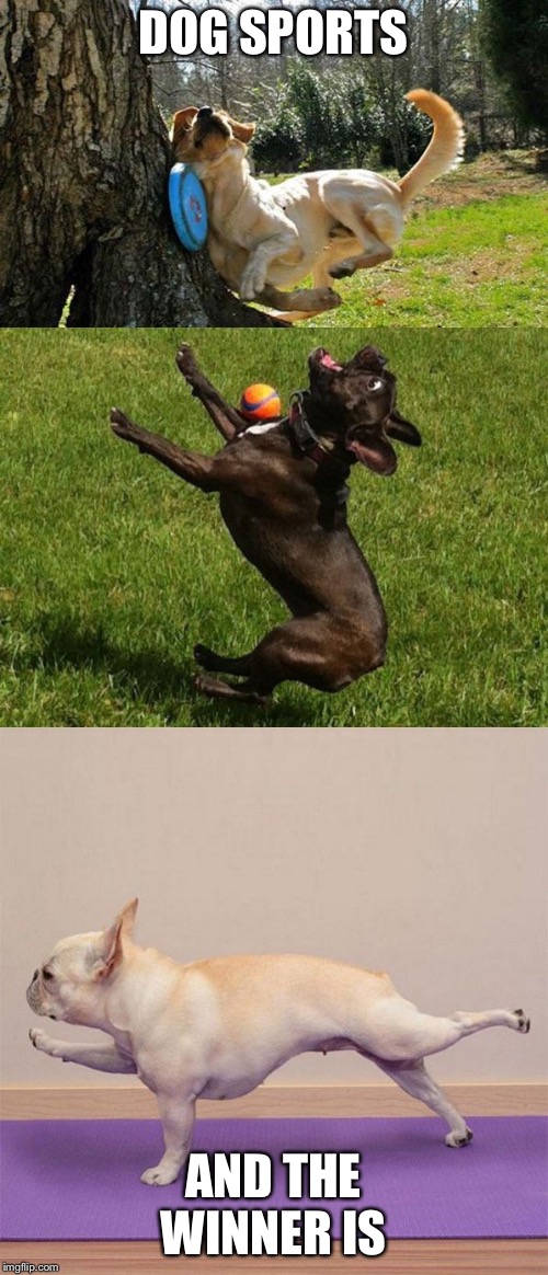 dog sports | DOG SPORTS; AND THE WINNER IS | image tagged in dog sports | made w/ Imgflip meme maker