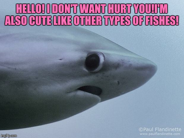 Awkward Shark | HELLO! I DON'T WANT HURT YOU!I'M ALSO CUTE LIKE OTHER TYPES OF FISHES! | image tagged in awkward shark | made w/ Imgflip meme maker