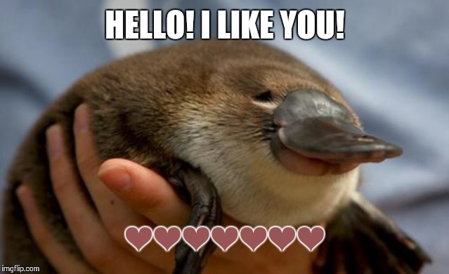 Platypus | HELLO! I LIKE YOU! ❤❤❤❤❤❤❤ | image tagged in platypus | made w/ Imgflip meme maker