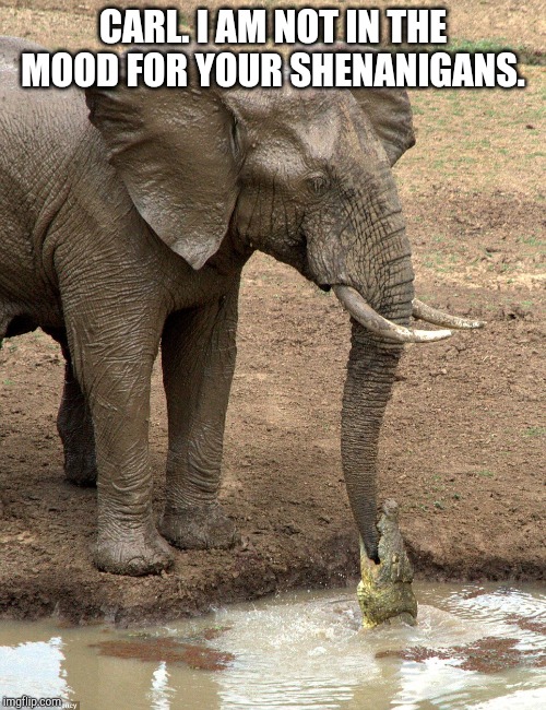 Oh shit crocodile | CARL. I AM NOT IN THE MOOD FOR YOUR SHENANIGANS. | image tagged in oh shit crocodile,elephant,shenanigans,funny memes,bite,memes | made w/ Imgflip meme maker