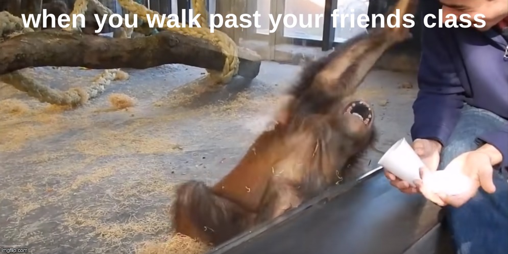 when you walk past your friends class | image tagged in memes,monkey,gorilla,chimp,school,friend | made w/ Imgflip meme maker