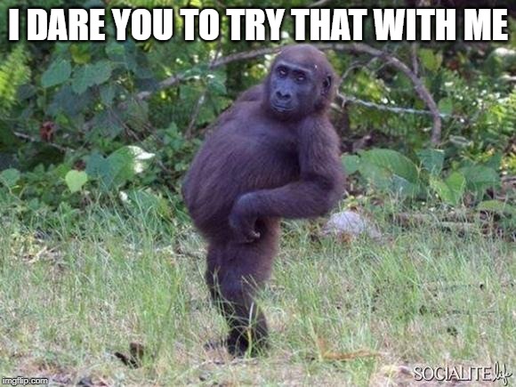 Sassy Monkey | I DARE YOU TO TRY THAT WITH ME | image tagged in sassy monkey | made w/ Imgflip meme maker