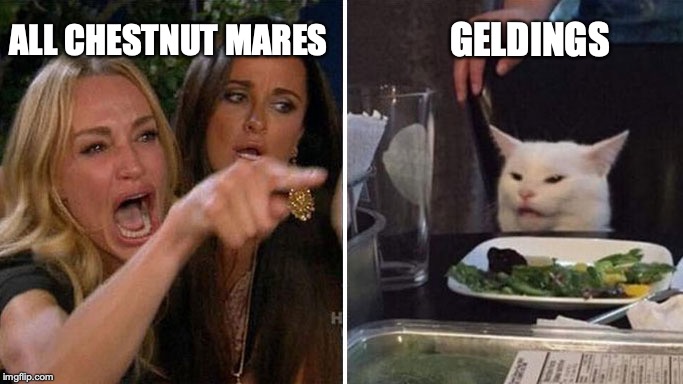 GELDINGS; ALL CHESTNUT MARES | image tagged in horse | made w/ Imgflip meme maker