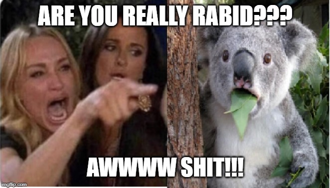 ARE YOU REALLY RABID??? AWWWW SHIT!!! | image tagged in surprised koala | made w/ Imgflip meme maker