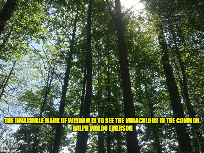 Beautiful Trees | THE INVARIABLE MARK OF WISDOM IS TO SEE THE MIRACULOUS IN THE COMMON. 
RALPH WALDO EMERSON | image tagged in inspirational quote | made w/ Imgflip meme maker